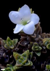 Veronica ×uniflora. Flower. Scale = 1 mm.
 Image: P.J. Garnock-Jones © Te Papa CC-BY-NC 3.0 NZ